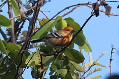 Herpsilochmus longirostris