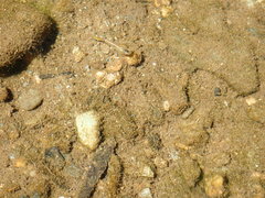 Poecilia reticulata