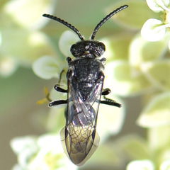 Sphecodes heraclei heraclei