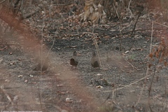 Ptilopachus petrosus