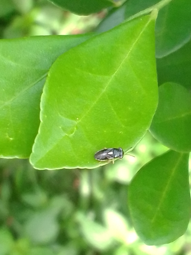 Stylogeocoris capricornutus, 2021-02-14