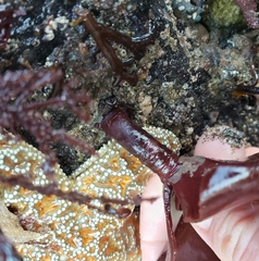 Constantinea simplex