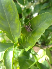 Eutyrhinus meditabundus