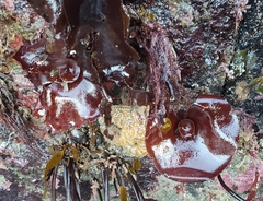 Constantinea simplex