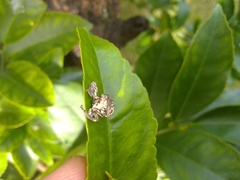 Eutyrhinus meditabundus