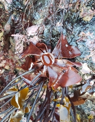 Constantinea simplex