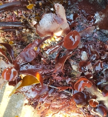 Constantinea simplex