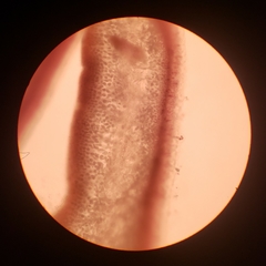 Constantinea simplex