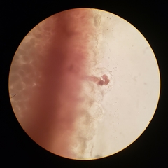 Constantinea simplex