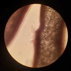 Constantinea simplex