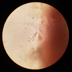 Constantinea simplex