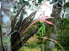 Billbergia distachia