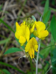 Crotalaria micans