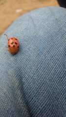 Podontia quatuordecimpunctata