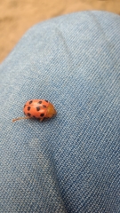 Podontia quatuordecimpunctata