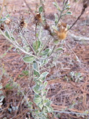 Chrysopsis floridana
