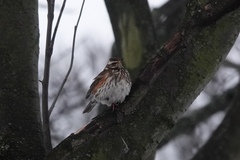 Turdus iliacus