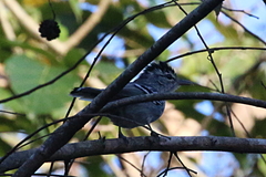 Herpsilochmus longirostris