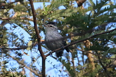 Herpsilochmus longirostris