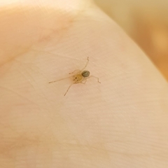 Corinnoidea
