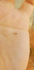 Corinnoidea