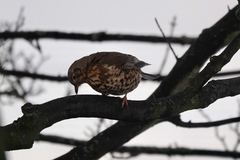 Turdus viscivorus