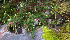 Disterigma empetrifolium