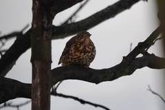 Turdus viscivorus