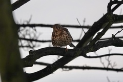 Turdus viscivorus