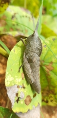 Lobosceliana