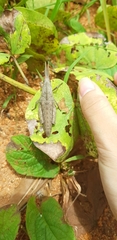 Lobosceliana