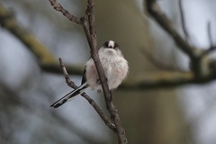 Aegithalos caudatus