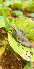 Lobosceliana
