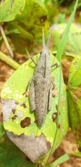 Lobosceliana