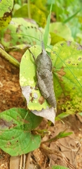 Lobosceliana