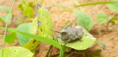 Lobosceliana