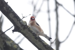 Carduelis carduelis