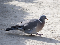 Columba palumbus