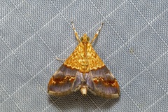 Agrotera