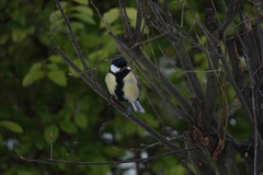 Parus major