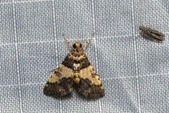 Nacoleia mesochlora