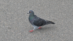 Columba livia