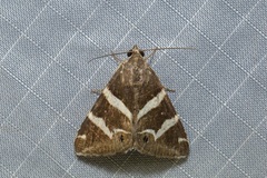 Grammodes pulcherrima
