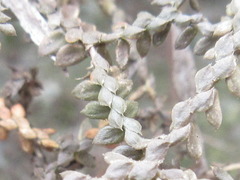 Selaginella rossii