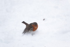 Erithacus rubecula