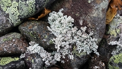 Stereocaulon paschale