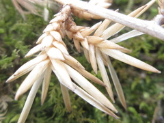 Ainsliaea acerifolia
