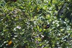 Spindalis portoricensis