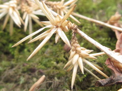 Ainsliaea acerifolia