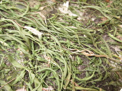 Asplenium ruprechtii